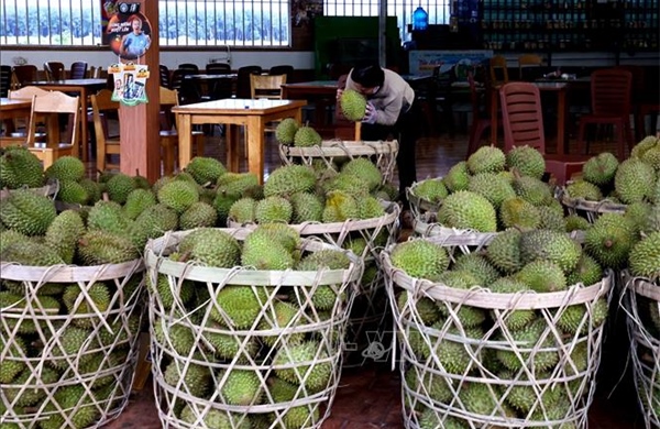 Xây nền tảng 'đường dài' cho sầu riêng Việt