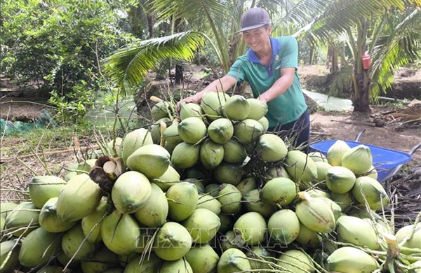 Mở rộng vùng dừa hữu cơ, tăng liên kết để thúc đẩy xuất khẩu