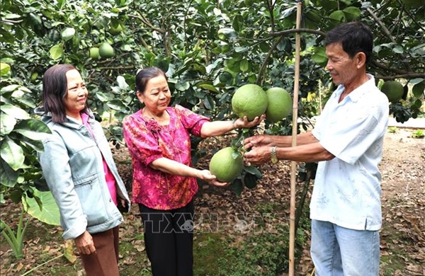 Giảm chi phí, tăng giá trị, sản xuất hữu cơ trở thành xu hướng