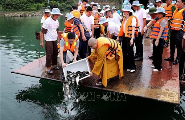 Tái tạo nguồn lợi thủy sản lòng hồ Hòa Bình, bảo vệ hệ sinh thái tự nhiên