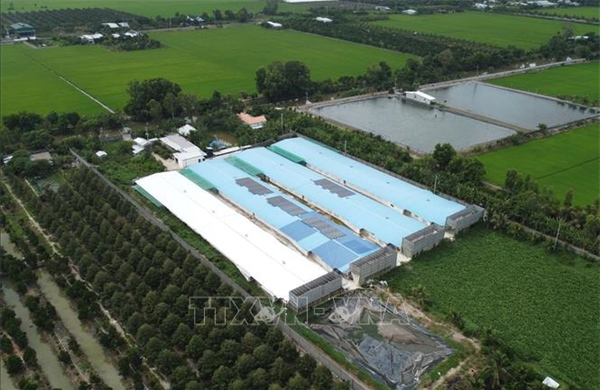 Đồng Tháp: Trại vịt quy mô lớn gây ô nhiễm kéo dài không được xử lý