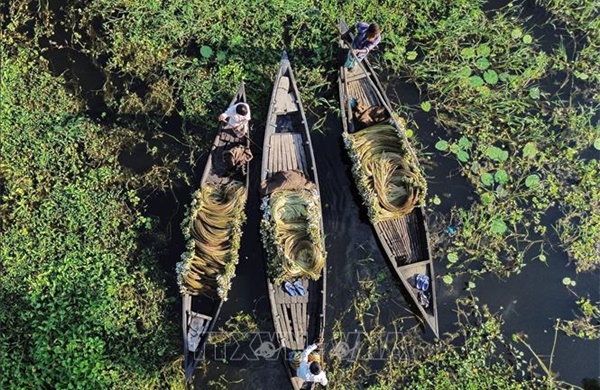 Mùa thu hoạch hoa súng ở Bangladesh