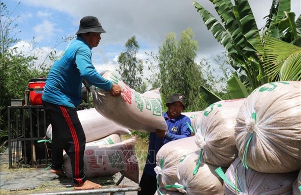 Tây Ninh đẩy nhanh thu hoạch lúa Hè Thu, chủ động bảo vệ sản xuất mùa mưa lũ