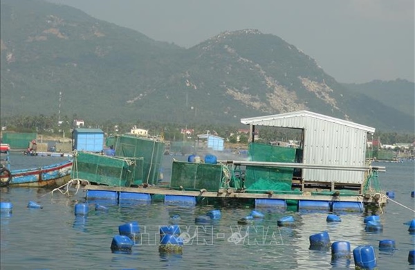 Nuôi biển công nghiệp vươn tầm kinh tế xanh - Bài 1: Tiên phong với mô hình nuôi biển