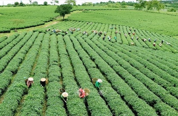 Khi 5 &#39;nhà&#39; bắt tay cho nông nghiệp xanh