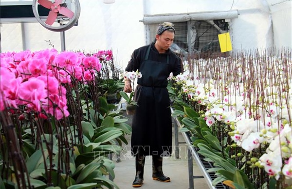 Kim ngạch xuất khẩu hoa vượt mốc 100 triệu USD