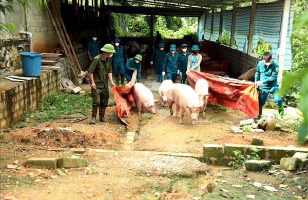 Tuyên Quang ngăn chặn dịch tả lợn châu Phi lây lan rộng