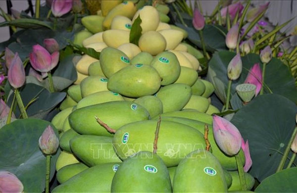 Xây dựng thương hiệu xoài xuất khẩu trên nền tảng chỉ dẫn địa lý