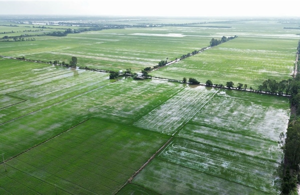 Tây Ninh nỗ lực chống lũ, bảo vệ sản xuất nông nghiệp