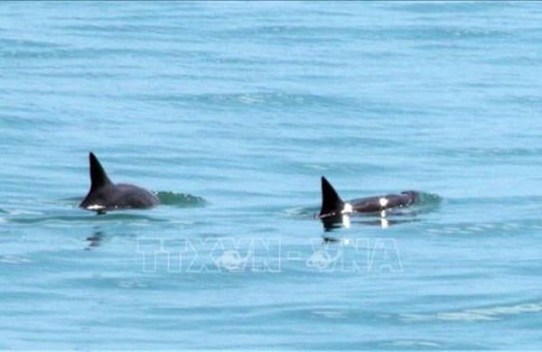 Phát hiện bằng chứng về việc cá voi sát thủ và cá heo hợp tác săn mồi