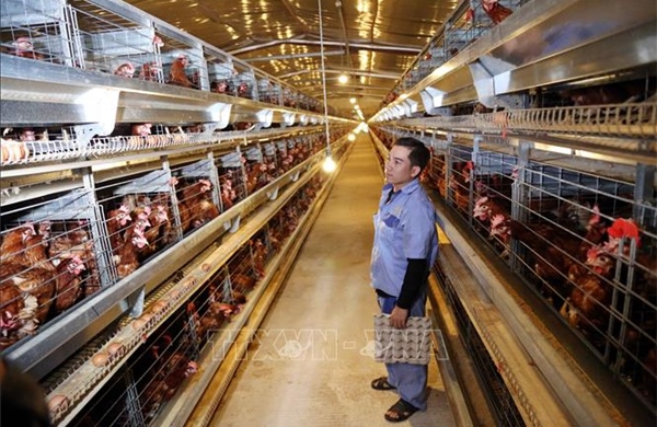 Quảng Trị chú trọng phát triển nông nghiệp xanh