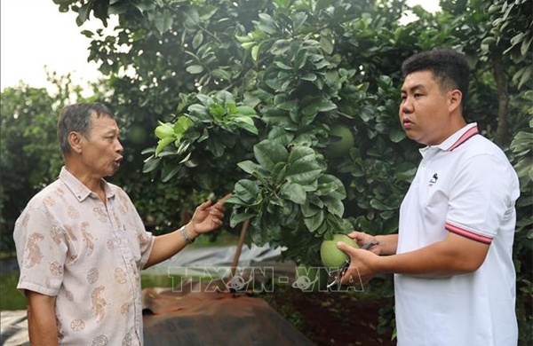 Chàng giám đốc trẻ đưa bưởi da xanh Sông Xoài vươn xa