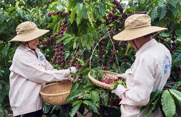 Giá cà phê tuột mốc 100.000 đồng/kg