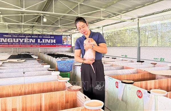 Nuôi dúi má đào, nông dân thu tiền tỷ mỗi năm