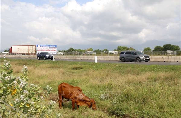Đàn bò chạy gây hai vụ tai nạn trên cao tốc Vĩnh Hảo - Phan Thiết
