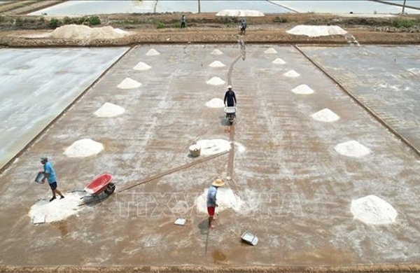 Thời tiết bất lợi, diêm dân lo vụ muối nguy cơ mất mùa