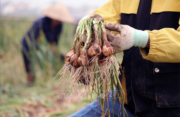 Tìm hướng phát triển cho 'thủ phủ' hành, tỏi ở miền Bắc