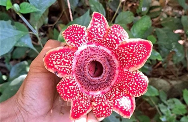 Phát hiện loài hoa quý hiếm Địa nhãn Himalaya trong rừng Phong Nha - Kẻ Bàng