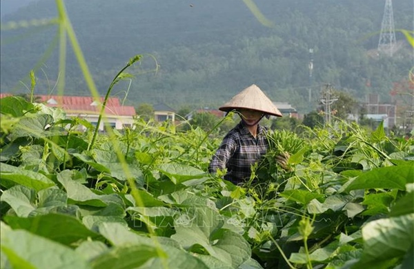 Nông dân kiếm gần 200 triệu đồng/ha nhờ trồng su su chất lượng cao