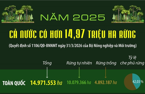 Năm 2025: Cả nước có hơn 14.97 triệu ha rừng