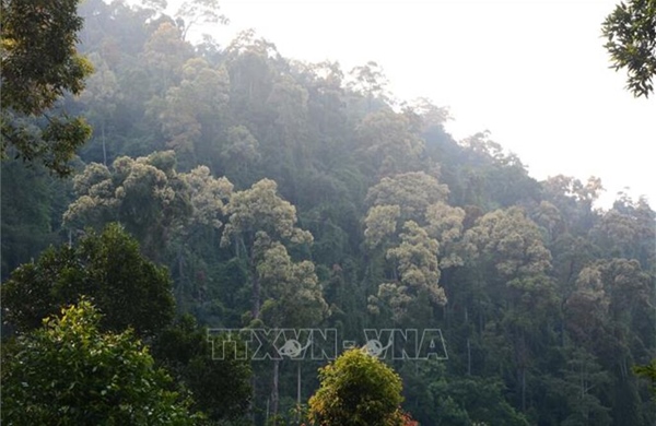 Nguy cơ cháy rừng cao trên diện rộng tại Đà Nẵng