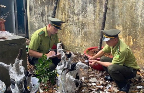 Khuyến nghị xử lý tang vật là cây, phôi cây Muội hồng bị tạm giữ