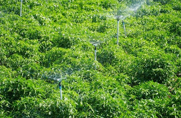 Công nghệ tưới tiết kiệm giúp nông nghiệp Khánh Hòa vượt hạn