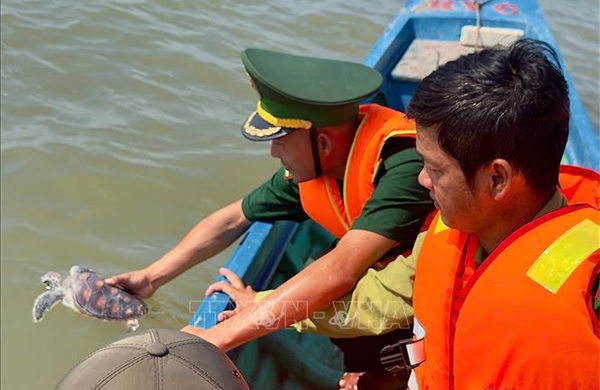 Thả đồi mồi và vích về biển