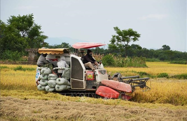 Quảng Trị chạy đua với thời tiết thu hoạch 55.000 ha lúa Đông Xuân