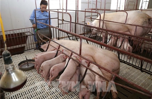 Giải pháp vi sinh mở hướng đi mới cho chăn nuôi xanh tại Việt Nam