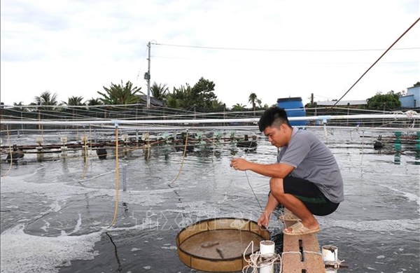 Giá tôm thẻ chân trắng giảm sâu