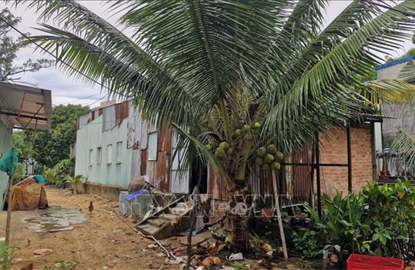 Chuyển hồ sơ vụ phá rừng tại Côn Đảo sang cơ quan điều tra