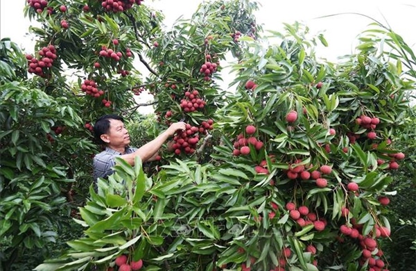 Vải thiều được giá, người trồng phấn khởi dù sản lượng giảm hơn 50%