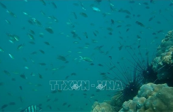 Đề xuất các giải pháp phát triển bền vững khu bảo tồn biển Cà Mau