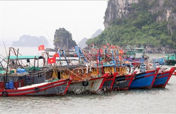 Quảng Ninh: Hơn 4.100 tàu cá trên 6 mét được quản lý trên hệ thống VNFishbase