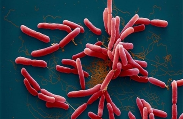 Gia Lai tập trung kiểm soát ca nhiễm vi khuẩn gây bệnh Whitmore đầu tiên