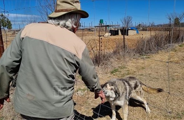 'Nhảy múa' cùng bầy sói tại Nam Phi