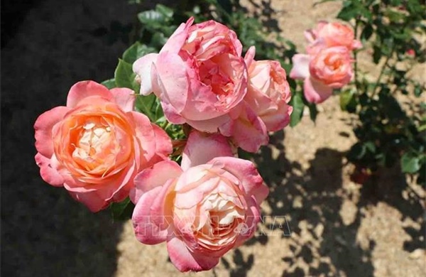 Coloma - Bản đồ hoa hồng giữa lòng nước Bỉ