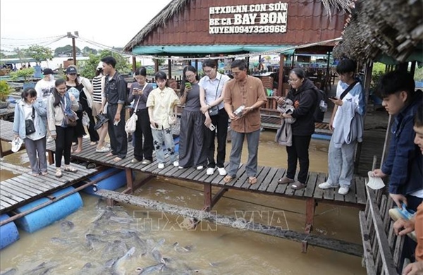 Lão nông miền Tây bỏ tiền tỷ để nuôi đàn cá sông