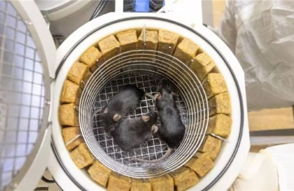 Kỷ lục 75 con chuột, 1.500 ruồi giấm tham gia thí nghiệm không gian của Nga