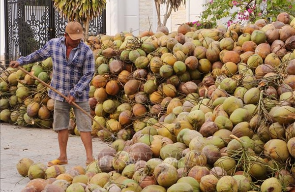 Xây dựng chuỗi giá trị cho trái dừa