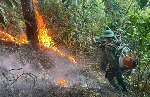 Cháy rừng phòng hộ tại Đèo Ngang nghi do đốt ong