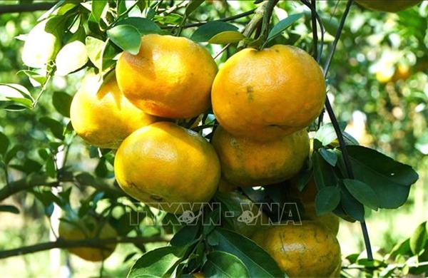 Lợi ích không ngờ của phần xơ trắng trong quả quýt