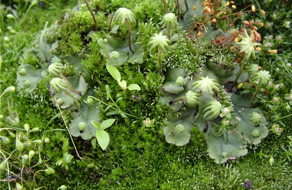 Khám phá loại gene cổ đại giúp thực vật sinh trưởng, thích nghi và tồn tại