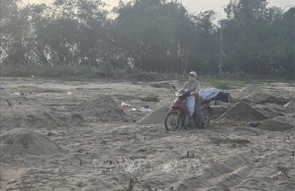 Ruộng đồng Gò Nổi (Đà Nẵng) chưa thoát cảnh cát bồi lấp