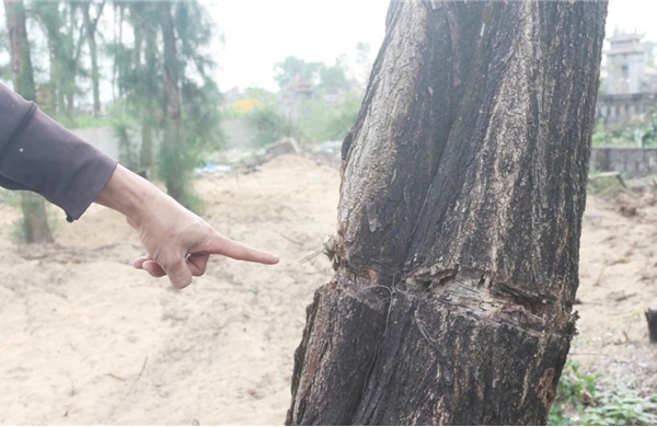 Xác minh vụ rừng dương hàng chục năm tuổi bị hủy hoại