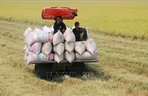 Thủ tướng Chính phủ yêu cầu bảo đảm tiêu thụ lúa hàng hóa cho nông dân