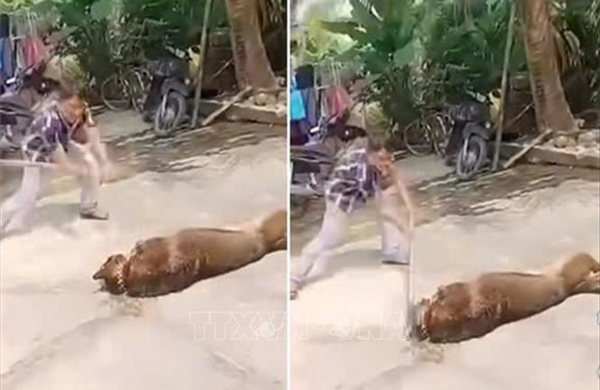 Cụ ông 83 tuổi tử vong thương tâm do bị chó nhà nuôi tấn công