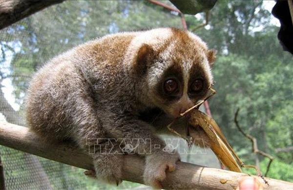 Phát hiện 4 loài động vật quý hiếm mới tại Khu dự trữ thiên nhiên Thần Sa - Phượng Hoàng