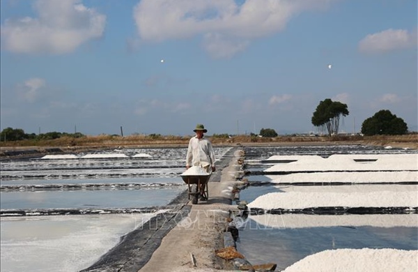 Nâng tầm giá trị hạt muối, gỡ khó cho diêm dân